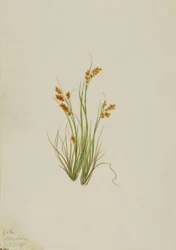 Golden Sedge Carex aurea