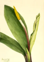 Goldenclub Orontium aquaticum