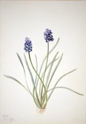 Grape Hyacinth