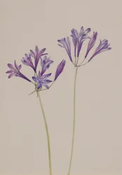 Grass Nut Brodiaea Laxa