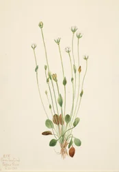 Gray Ragwort Senecio Canus, 1920