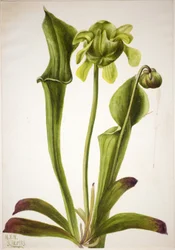 Green Pitcherplant