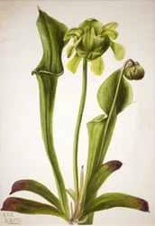 Green Pitcherplant Sarracenia orephila, 1933