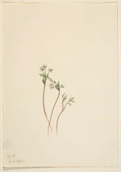 Harbinger of Spring