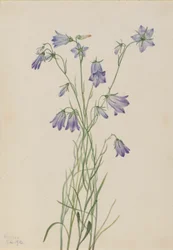 Harebell