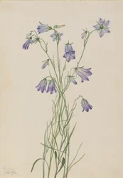 Harebell