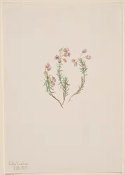 Heather Phyllodoce intermedia