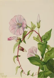 Hedge Bindweed
