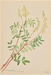 Hedysarum