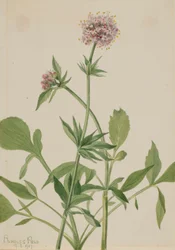 Heliotrope Valerian