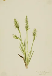 Hooded Ladies-Tresses