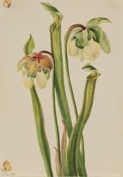 Hybrid Pitcherplant
