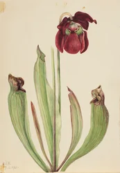 Hybrid Pitcherplant
