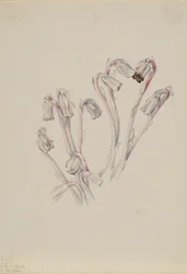 Indian Pipe Monotropa uniflora, 1926