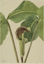 Jack-in-the-pulpit