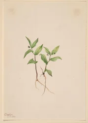 Kruhsea