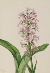 Large Purple Fringe-Orchid (Habenaria grandiflora)