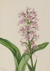 Large Purple Fringe-Orchid