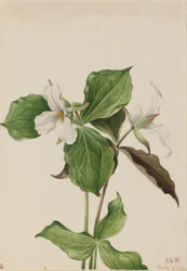 Large White Trillium