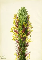 Lechuguilla