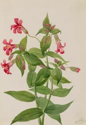Lewis Monkey Flower Mimulus lewisii