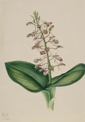 Lily Twayblade, 1920