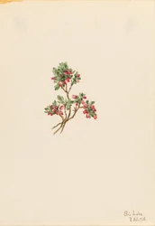 Low Whortleberry