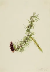 Lyall Larch