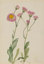 Meadow Fleabane (Erigeron speciosus)