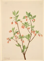 Menziesea