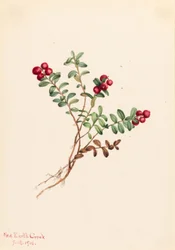 Mountain Cranberry