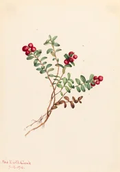 Mountain Cranberry