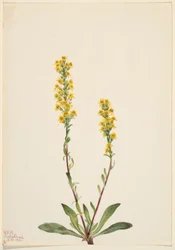 Mountain Goldenrod