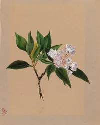 Mountain Laurel, 1879