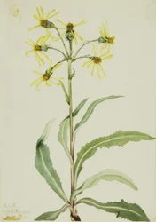 Mourning Groundsel