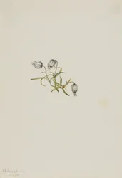Nodding Campion (Lychnis apetala)