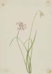 Nodding Onion