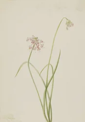 Nodding Onion