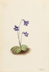 Northern Butterwort Pinguicula vulgaris