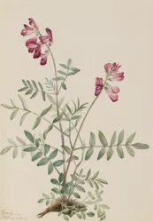 Northern Hedysarum