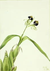 Orchid