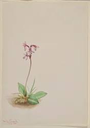 Orchis