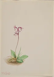 Orchis