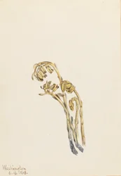 Pale Pinesap Hypopitys americana