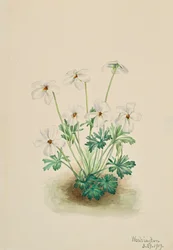 Pansy Violet