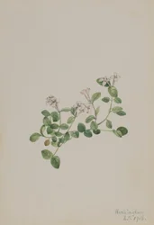 Partridgeberry