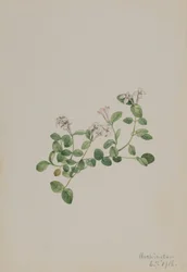 Partridgeberry Mitchella repena
