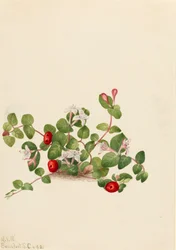 Partridgeberry Mitchella repens