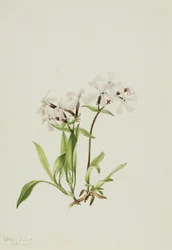 Peatpink Silene caroliniana, 1917