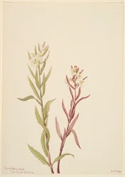 Pedicularis Raremosa
